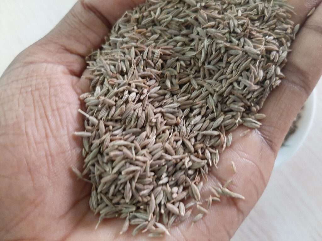 Cumin Seeds Exporters