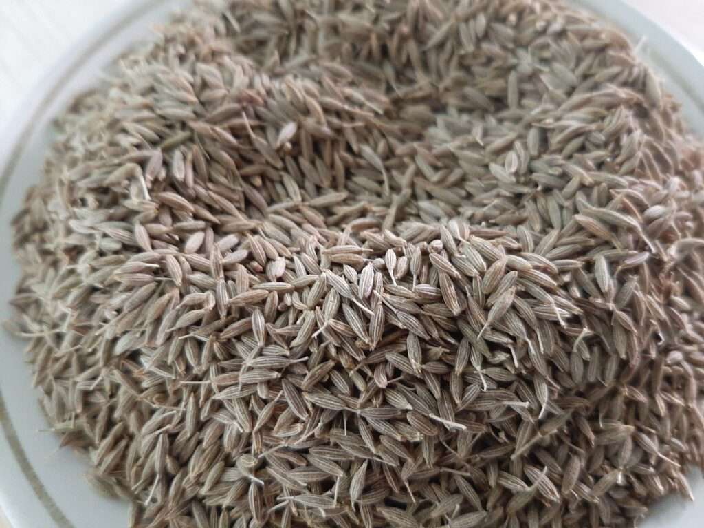 Cumin Seeds Exporter