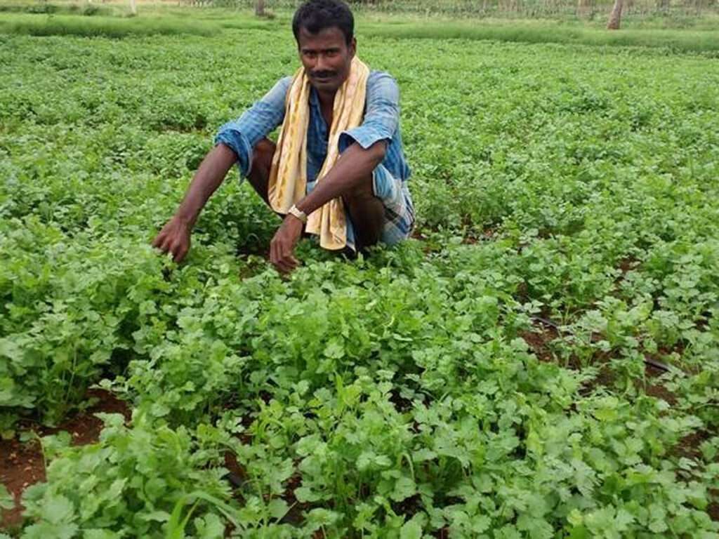 best coriander
