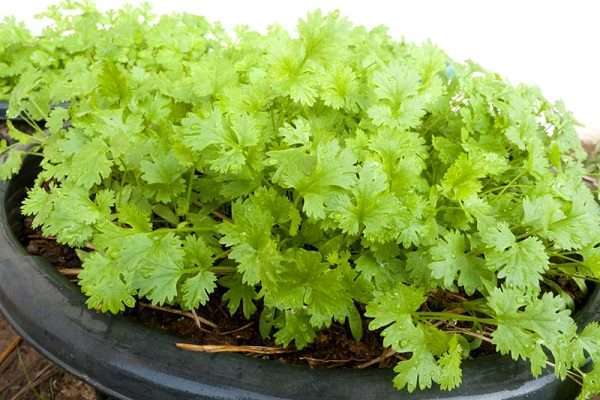 best coriander